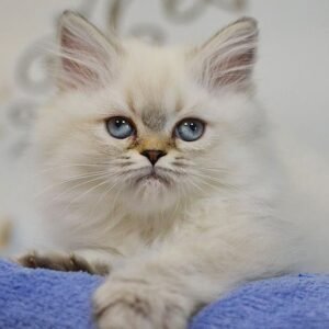 Tina Scottish straight longhair female kitten
