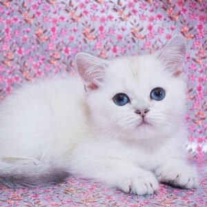 Brunei Scottish straight shorthair male kitten