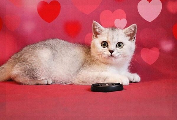 Aurora purebred British shorthair female kitten - Image 5