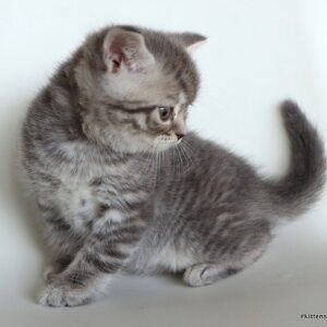 Lucky purebred Scottish shorthair male kitten with straight ears