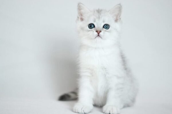 294 Right Scottish straight shorthair male kitten - Image 4