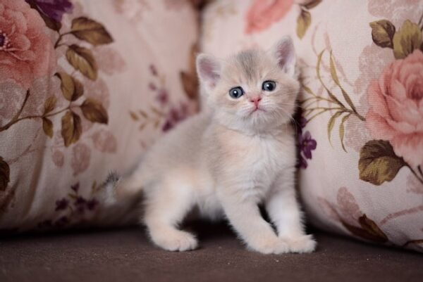 Neo British shorthair male kitten - Image 2