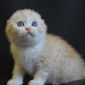 Kosmo Scottish fold male kitten