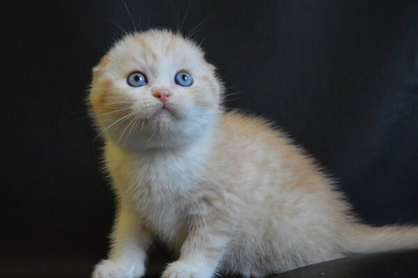 Kosmo Scottish fold male kitten