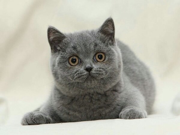 Tonya purebred British shorthair female kitten - Image 3