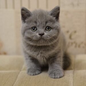 Lala purebred Scottish straight in a blue color