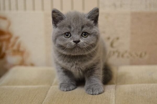 Lala purebred Scottish straight in a blue color
