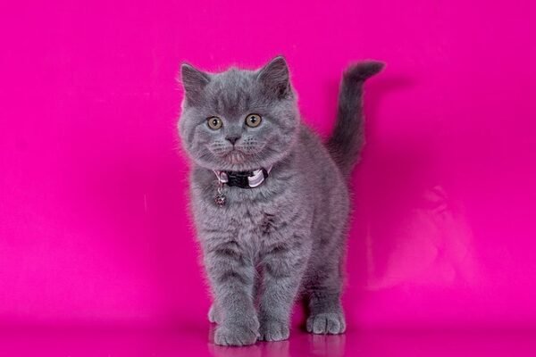 Dinamit British shorthair male kitten - Image 3