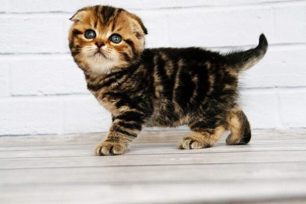 Facebook Scottish fold shorthair male kitten - Image 4