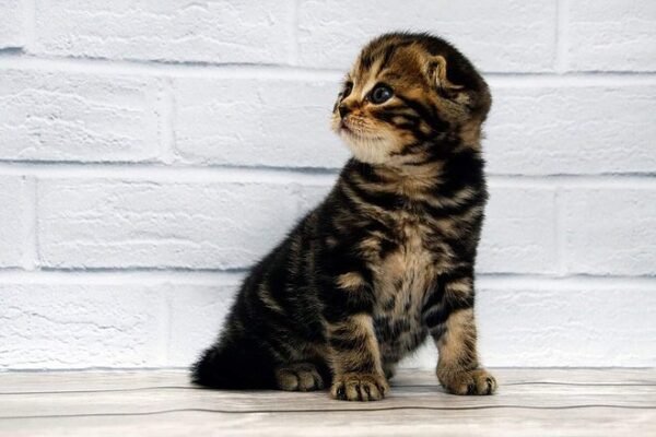 Depeche Mode purebred Scottish fold in a black marble color - Image 4