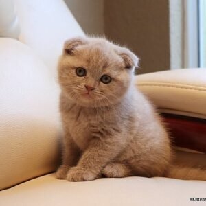 Businka purebred Scottish fold kitten in a lilac color