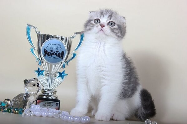 Antuan purebred Scottish fold in a blue marble on white color - Image 3