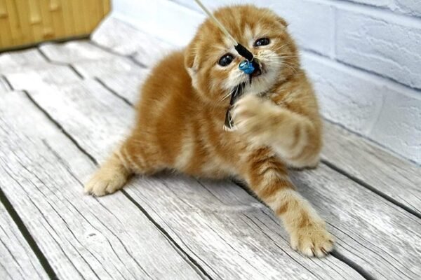 Duran-Duran purebred Scottish fold in a red marble color - Image 4