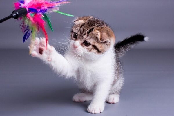 Zein Scottish fold shorthair male kitten - Image 3