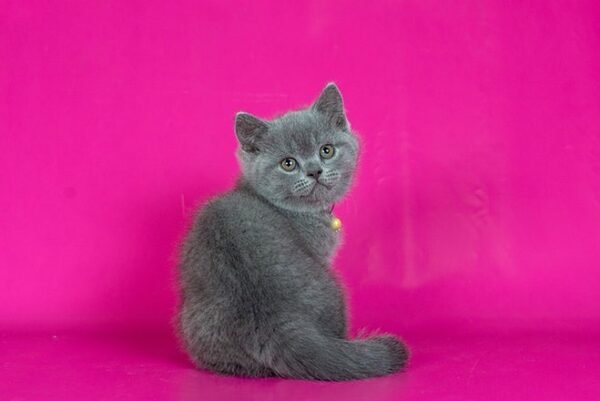 Darwin British shorthair male kitten - Image 2