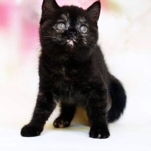 Estrella Scottish straight shorthair female kitten