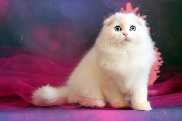 Zlatko Scottish fold longhair male kitten - Image 4