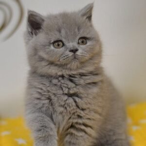 Businka Scottish straight shorthair female kitten
