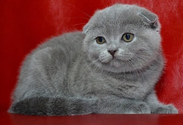 Jasmin Scottish fold shorthair female kitten - Image 2