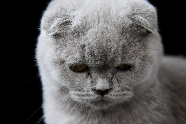 Pepper Scottish fold shorthair male kitten - Image 3