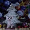 Sedric male Sphinx kitten - Image 3