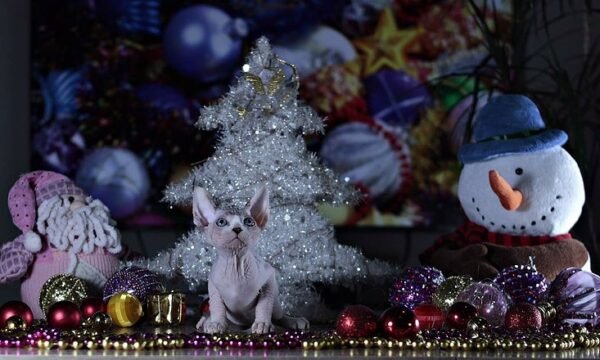 Sedric male Sphinx kitten - Image 3