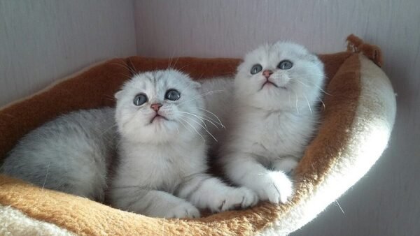Camrad Scottish fold shorthair male kitten