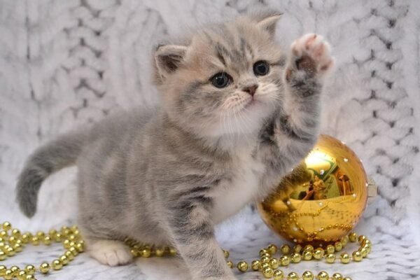 Joker Scottish straight shorthair male kitten - Image 3