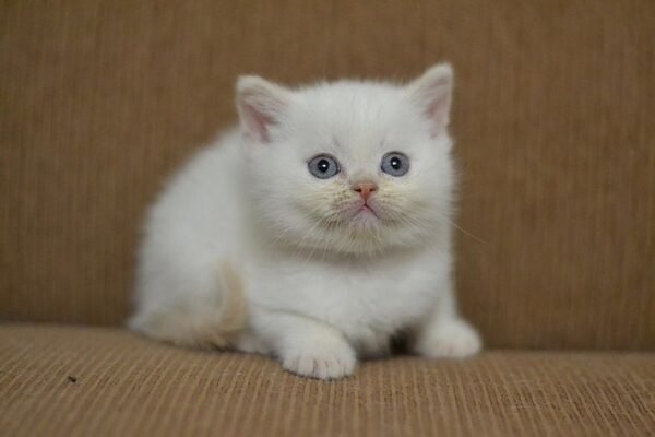 Bill Scottish straight shorthair male kitten - Image 3