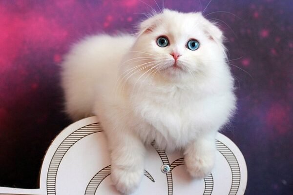 Zlatko Scottish fold longhair male kitten - Image 2