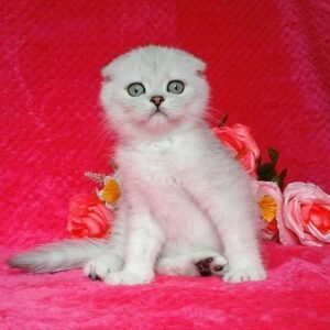 Daniel chinchilla color Scottish fold male kitten