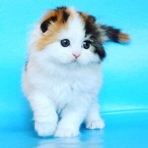 Daisy Scottish fold longhair female kitten