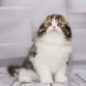 Kenya Scottish fold longhair female kitten