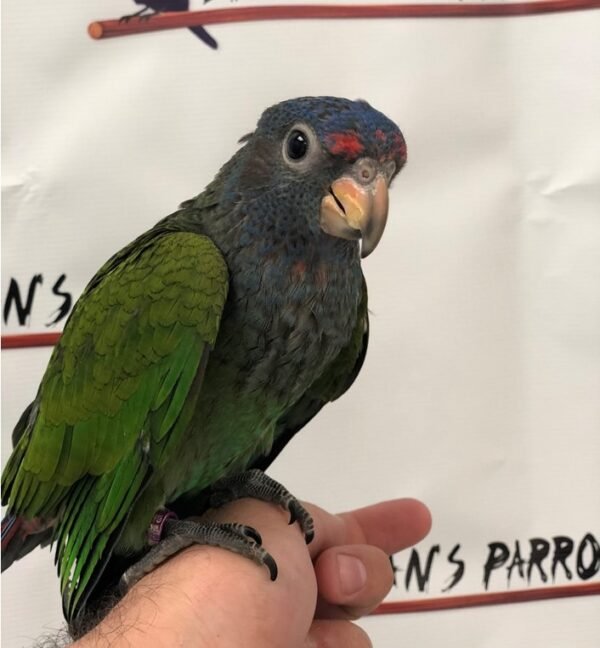 BUY BLUE HEADED PIONUS FOR SALE - Image 2
