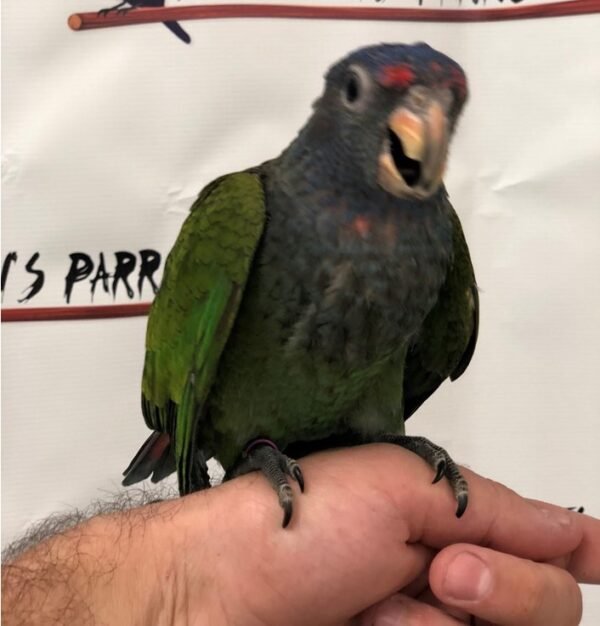 BUY BLUE HEADED PIONUS FOR SALE - Image 3