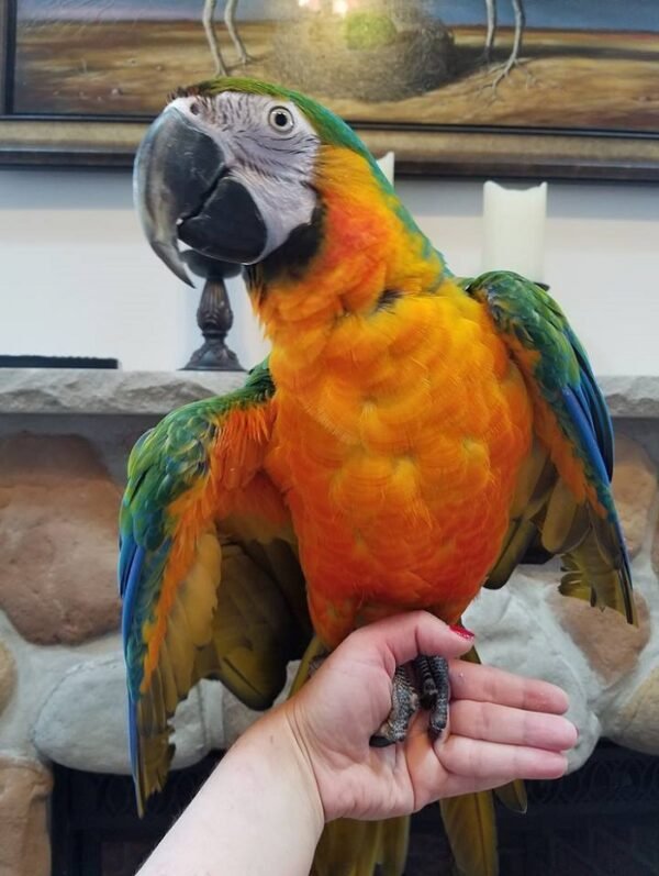 BUY CATALINA MACAW FOR SALE