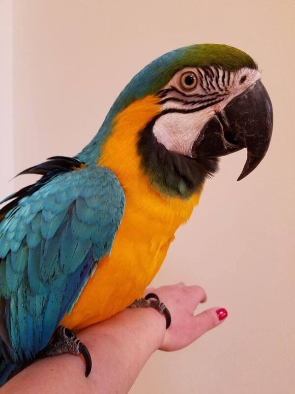 BUY CATALINA MACAW FOR SALE - Image 2