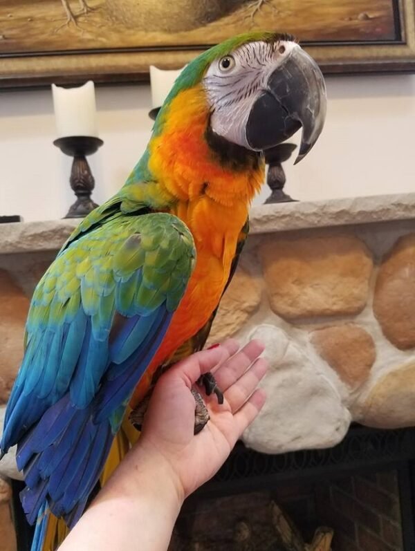 BUY CATALINA MACAW FOR SALE - Image 3