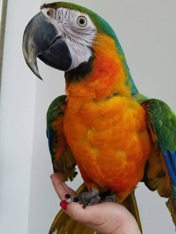 BUY CATALINA MACAW FOR SALE - Image 4