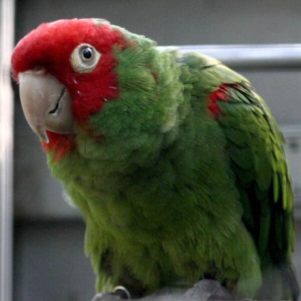 BUY CHERRY HEAD CONURE FOR SALE - Image 2