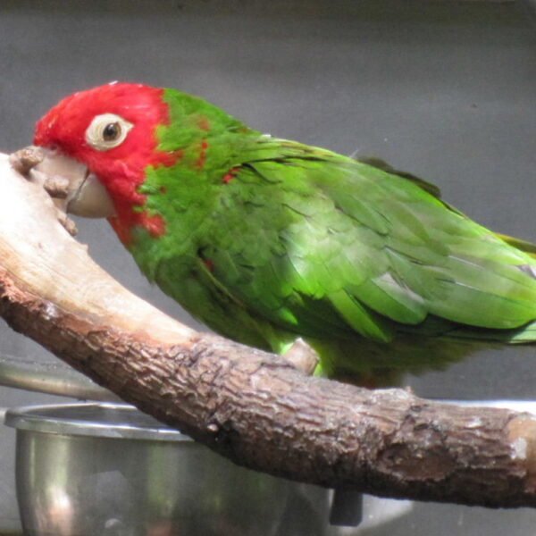 BUY CHERRY HEAD CONURE FOR SALE - Image 3