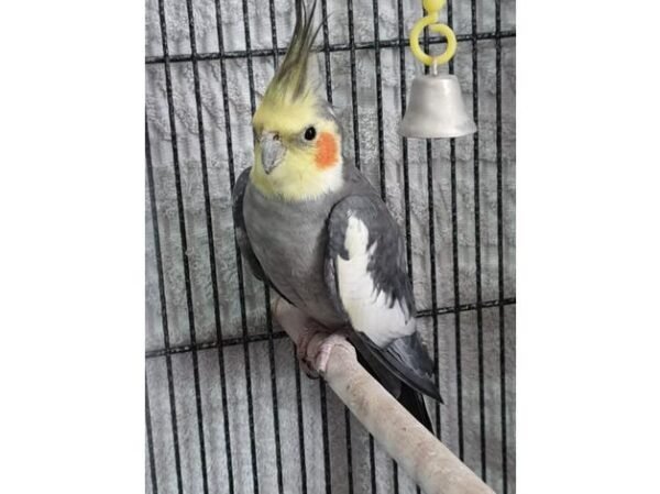 BUY COCKATIEL BIRD FOR SALE