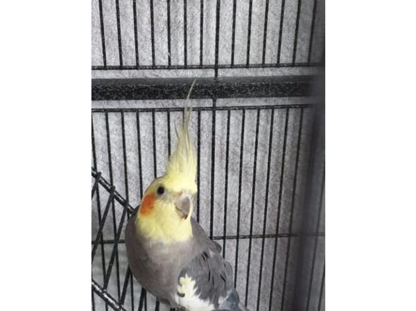 BUY COCKATIEL BIRD FOR SALE - Image 2