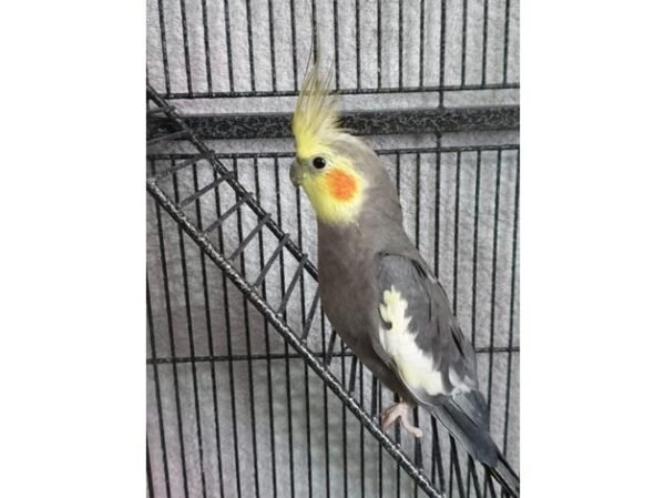 BUY COCKATIEL BIRD FOR SALE - Image 3