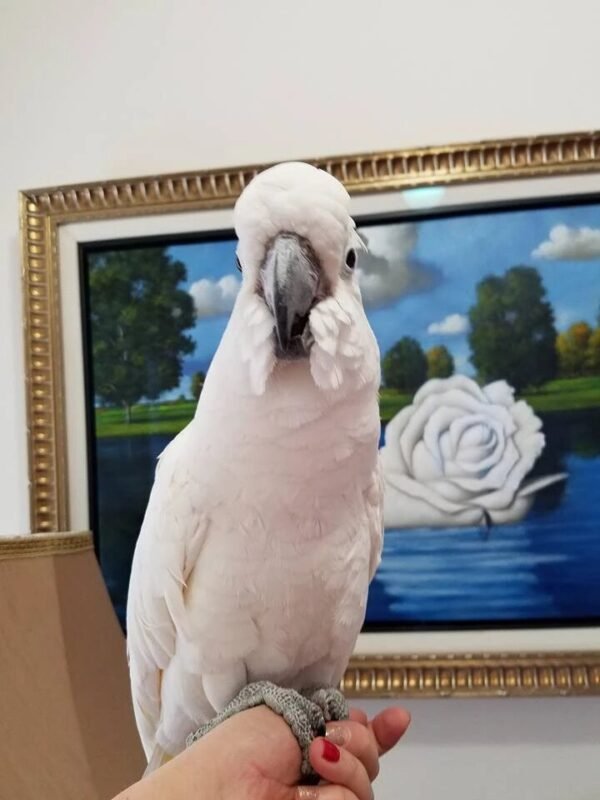 BUY COCKATOO FOR SALE - Image 2