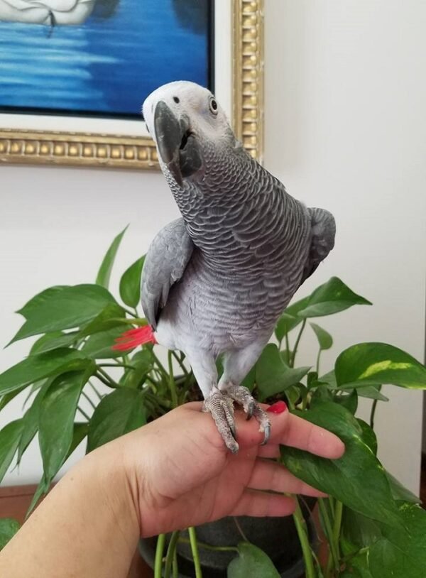 BUY CONGO AFRICAN GREY FOR SALE - Image 2