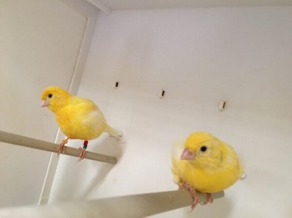 BUY FIFE CANARIES FOR SALE