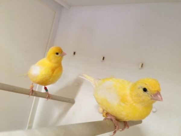 BUY FIFE CANARIES FOR SALE - Image 2
