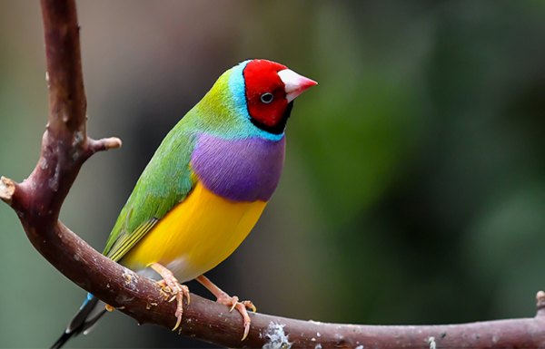 BUY FINCHES FOR SALE