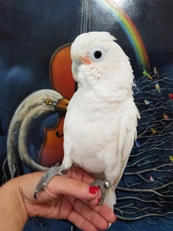 BUY GOFFIN COCKATOO FOR SALE - Image 3